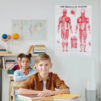 Анатомия человека, схема мышечной системы, медицинский плакат для тела